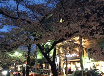 20160405-1kiyamatisakura.JPG