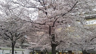 20160405-nijyouekisakura.JPG